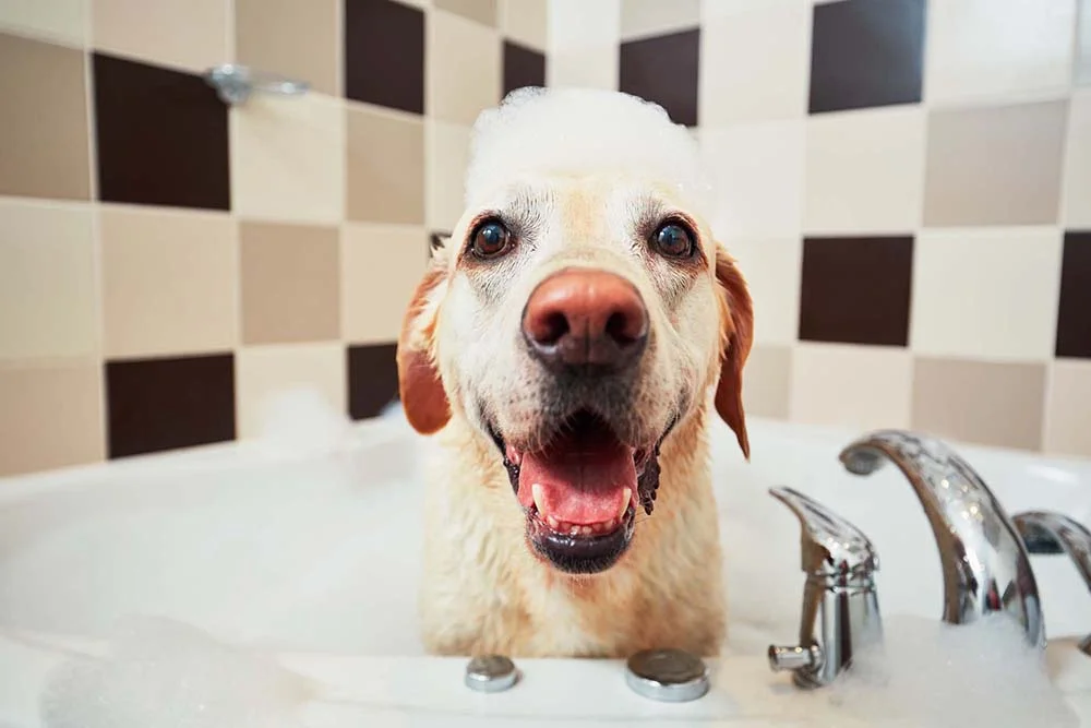 Cachorro precisa tomar banho pelo menos a cada 15 dias