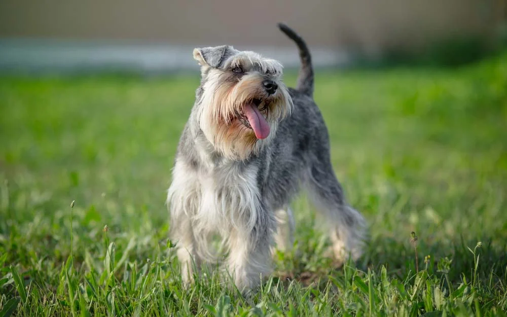 Os cães da raça Schnauzer adoram brincar ao ar livre