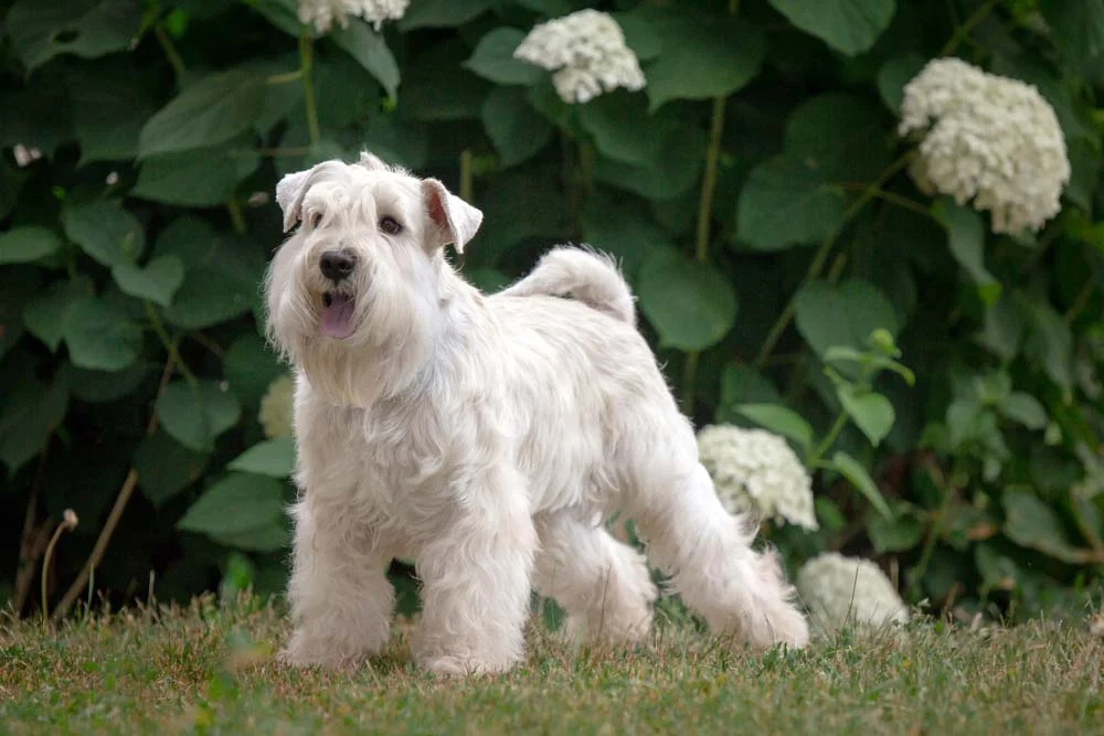 O Schnauzer branco é exclusividade dos cães miniatura
