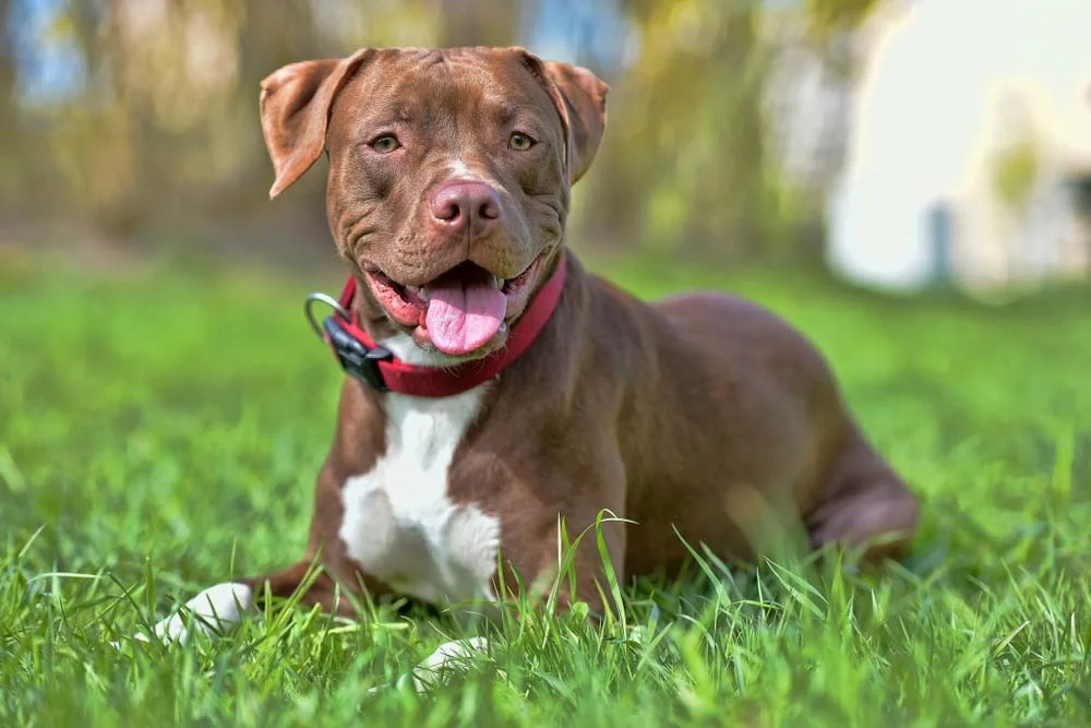 O American Pitbull Terrier tem fama de mau, mas é muito carinhoso com a família
