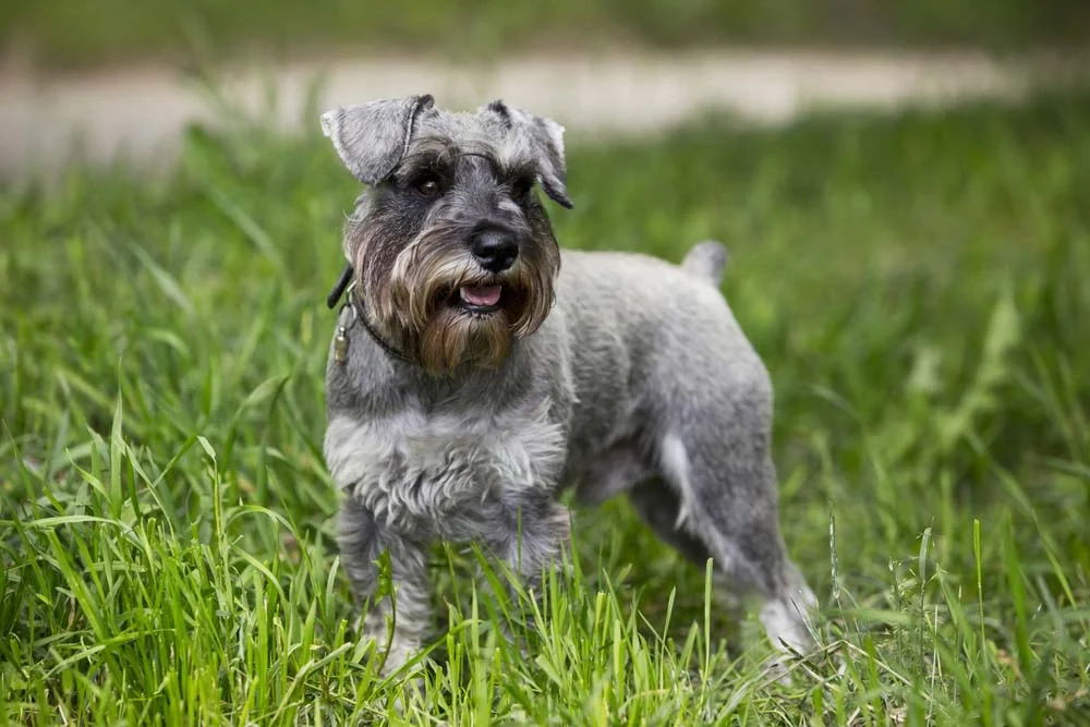 O Schnauzer Miniatura é um cachorro companheiro e cheio de energia
