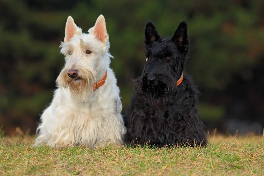 O Terrier Escocês é um cão muito ativo e conhecido por ser independente