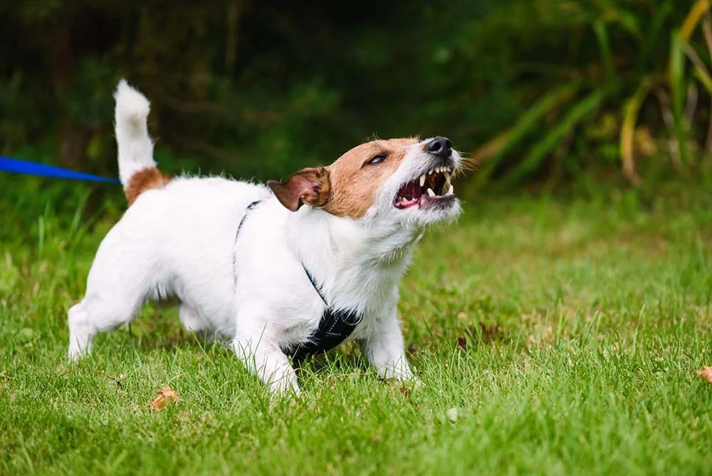 O adestramento de cães é fundamental para tratar esse comportamento do seu pet