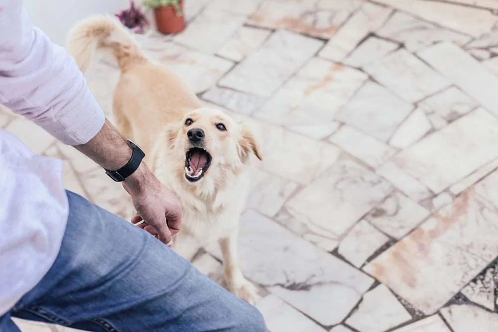 Cachorro rosnando: a falta de liderança do tutor pode resultar no comportamento