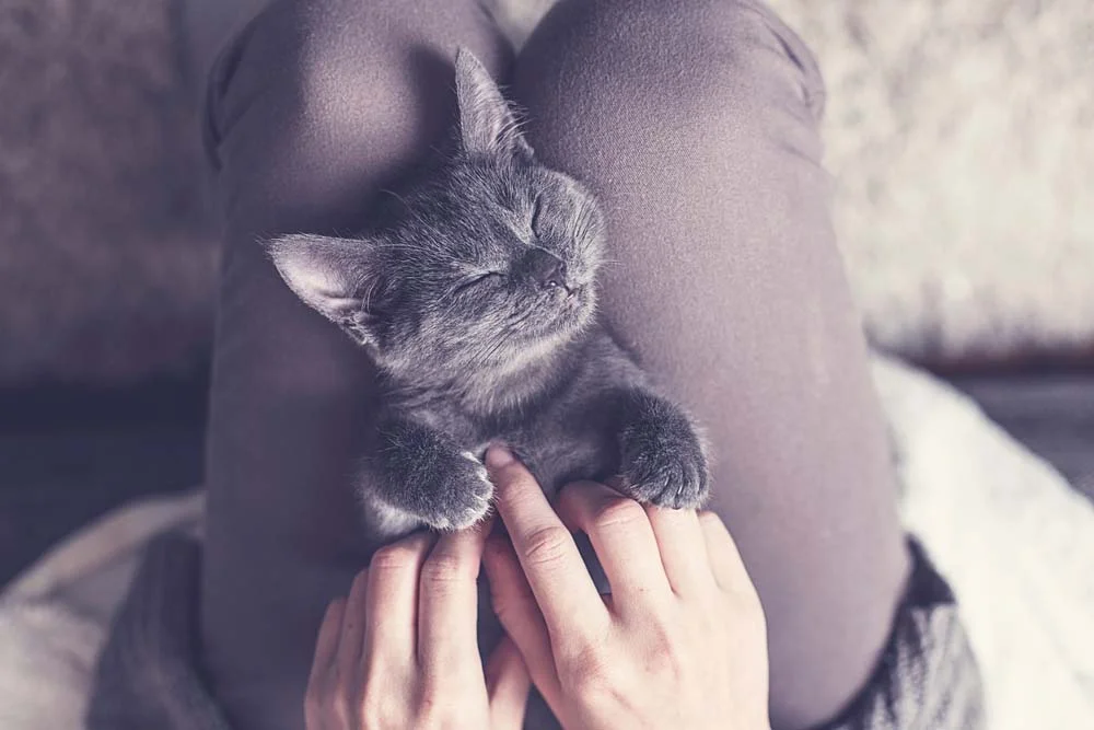 Massagem em gato pode ser uma boa forma de aliviar o estresse e a ansiedade do seu bichano