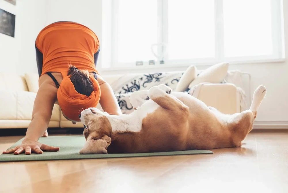 Que tal investir na yoga para cachorro? A técnica é recomendada para cães mais agitados e estressados