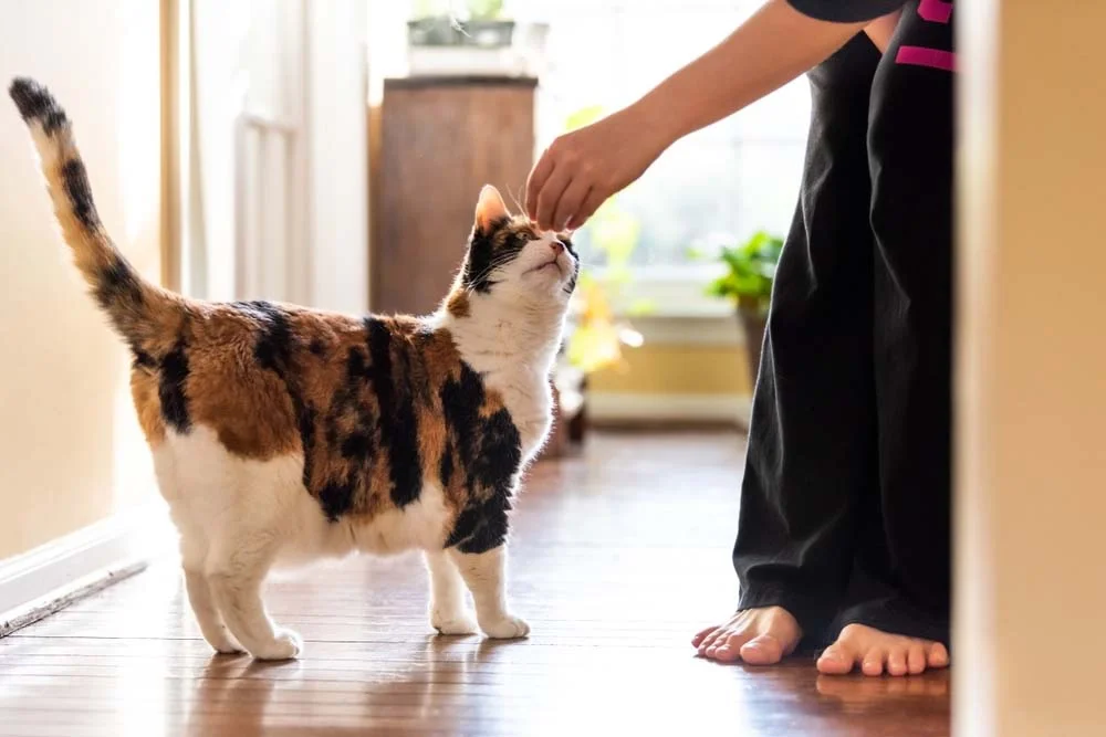 Adestramento de gatos: que tal ensinar alguns comandos para o gatinho durante a quarentena?