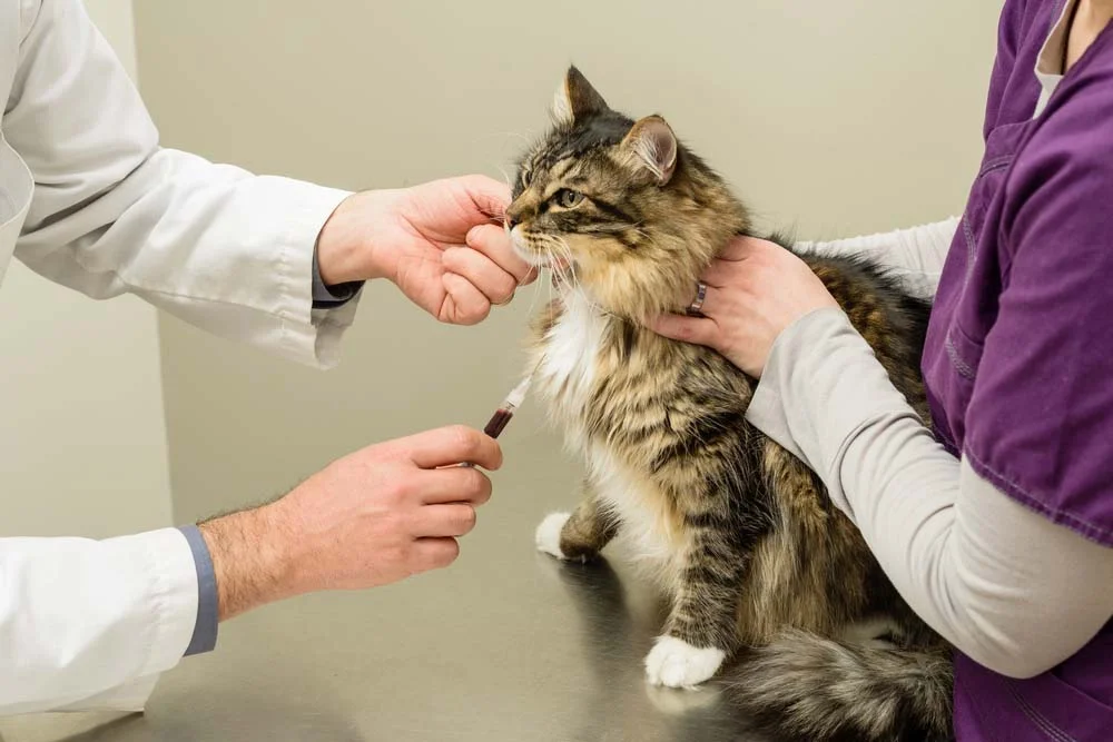 Gangliosidose: o veterinário vai pedir exames específicos para identificar a doença