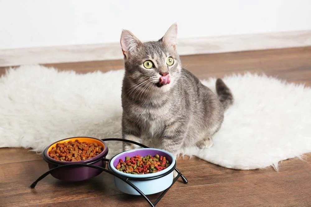 O tratamento da pancreatite em gatos consiste em uma dieta bem balanceada