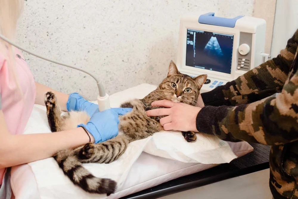 A pancreatite felina é diagnosticada por meio de exames de imagem