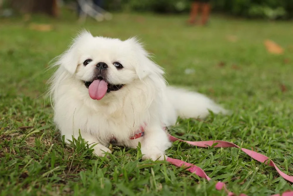 O cachorro Pequinês branco é mais raro, mas não deixa de ser extremamente fofo