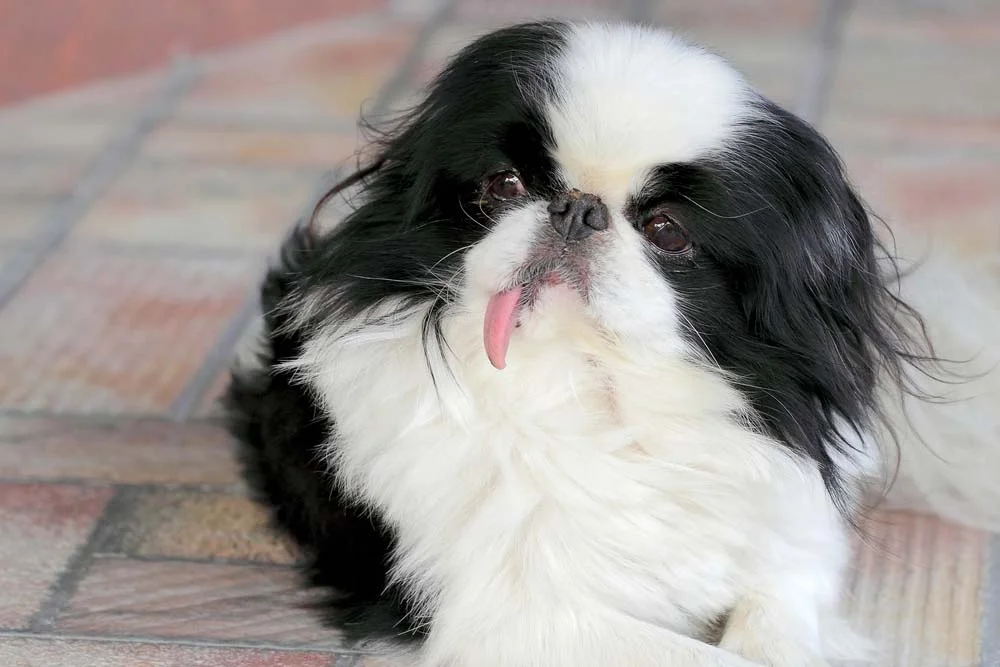 Algumas imagens de cachorro Pequinês são tão fofas que parecem de um bichinho de pelúcia