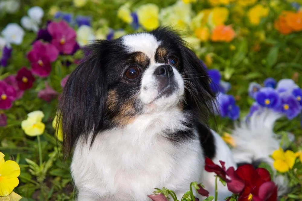 Cachorro Pequinês: fotos transmitem fofura e exuberância da raça