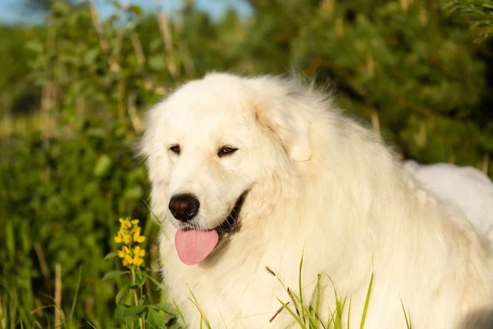 O Pastor-maremano-abruzês é um cão amigável e independente