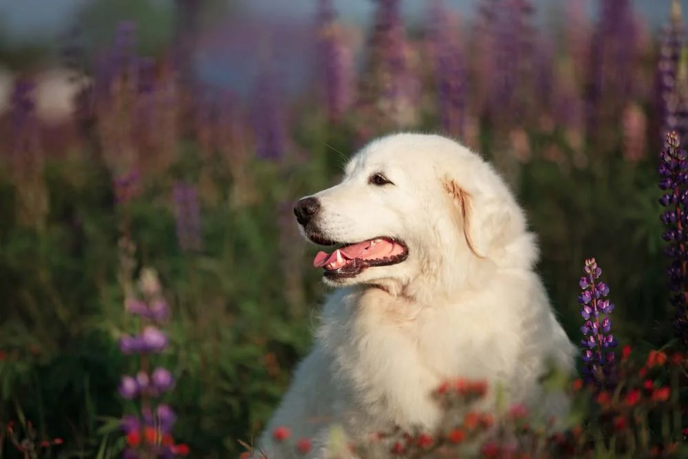 O cachorro Pastor-maremano-abruzês é conhecido por ter pelos brancos