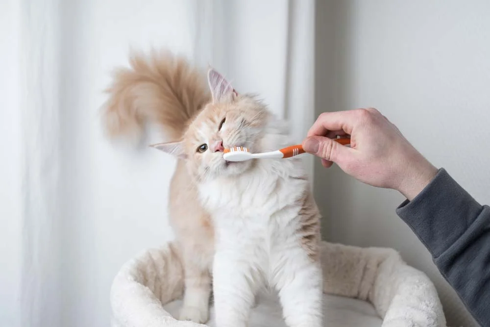 Escovar os dentes do gato: comece a acostumar o felino quando ele ainda é filhote