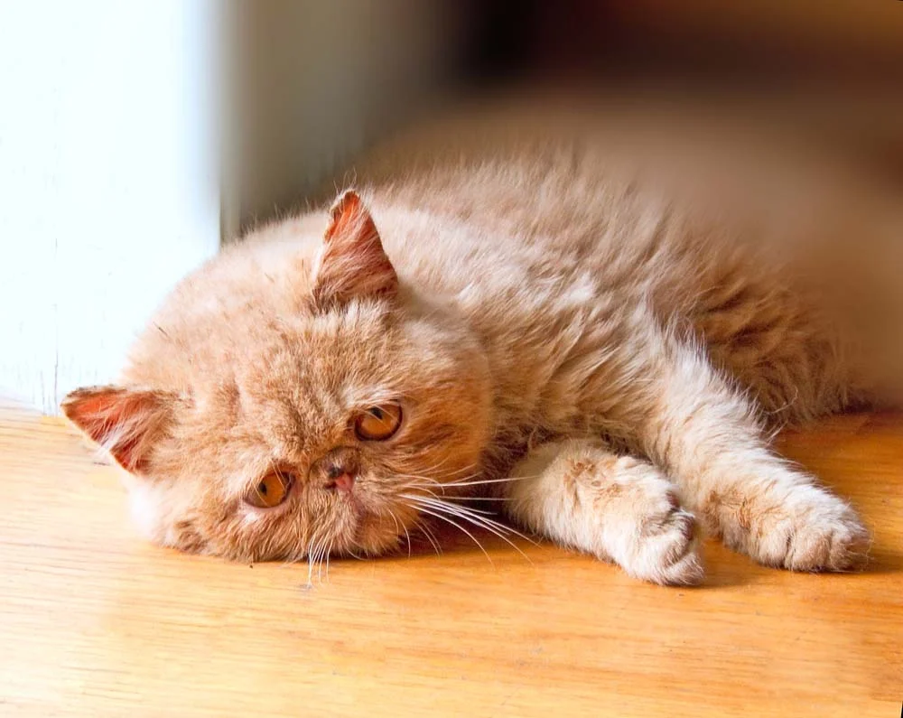 Algumas doenças de gatos domésticos prejudicam toda a qualidade de vida do animal
