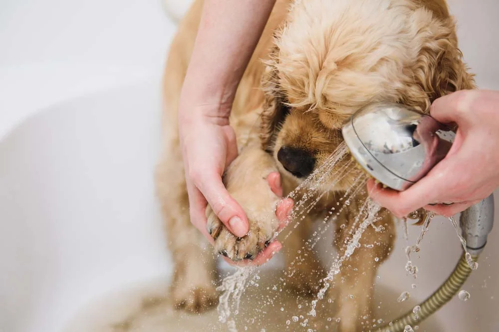 Lavar a pata do cachorro com água e sabão é uma forma segura de eliminar micro-organismos trazidos da rua