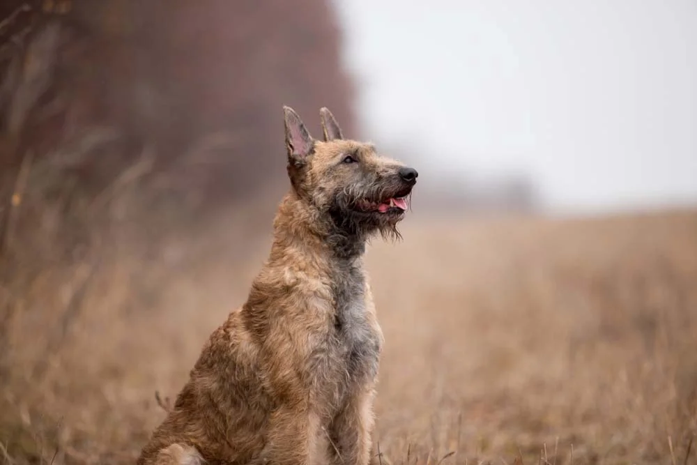 Belga: cachorro Laekenois é o mais raro dos tipos e com pelos bastantes distintos