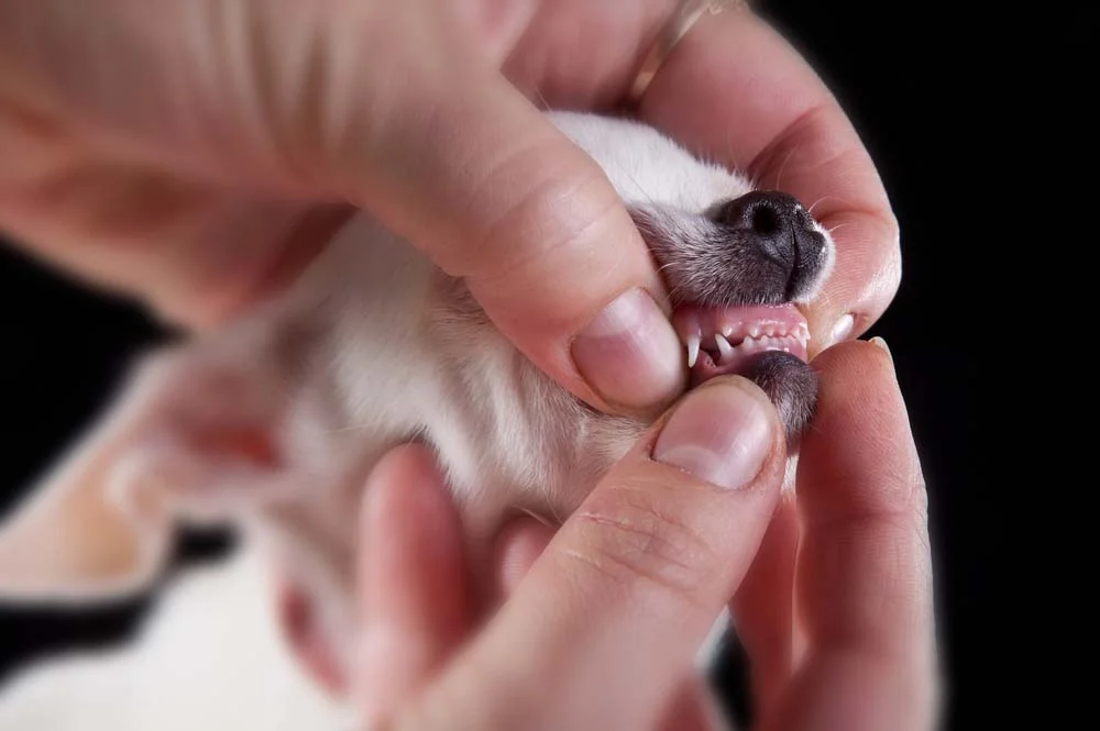 Dentes de cachorro filhote são bem fininhos e pontiagudos. Entre os 4 e 7 meses, eles caem para dar lugar aos permanentes