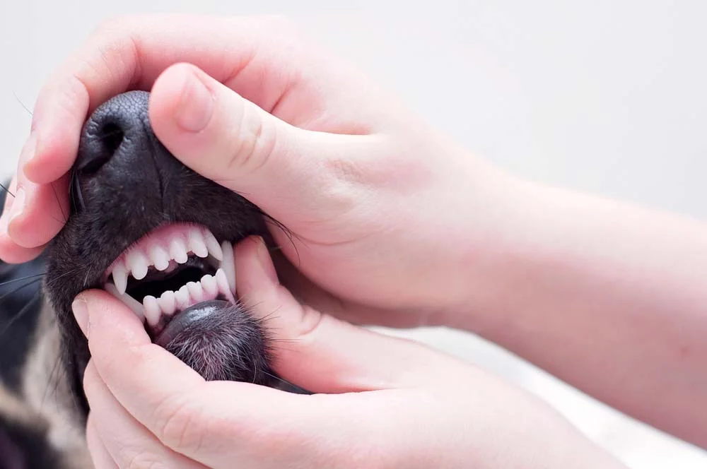 Quantos dentes tem um cachorro? Um adulto possui 42 dentes, entre incisivos, caninos, pré-molares e molares