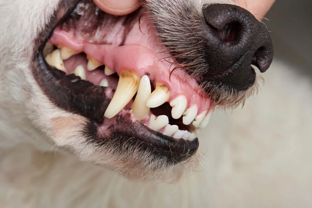 O tártaro em cachorro é um problema sério, causado principalmente pelo acúmulo de sujeira