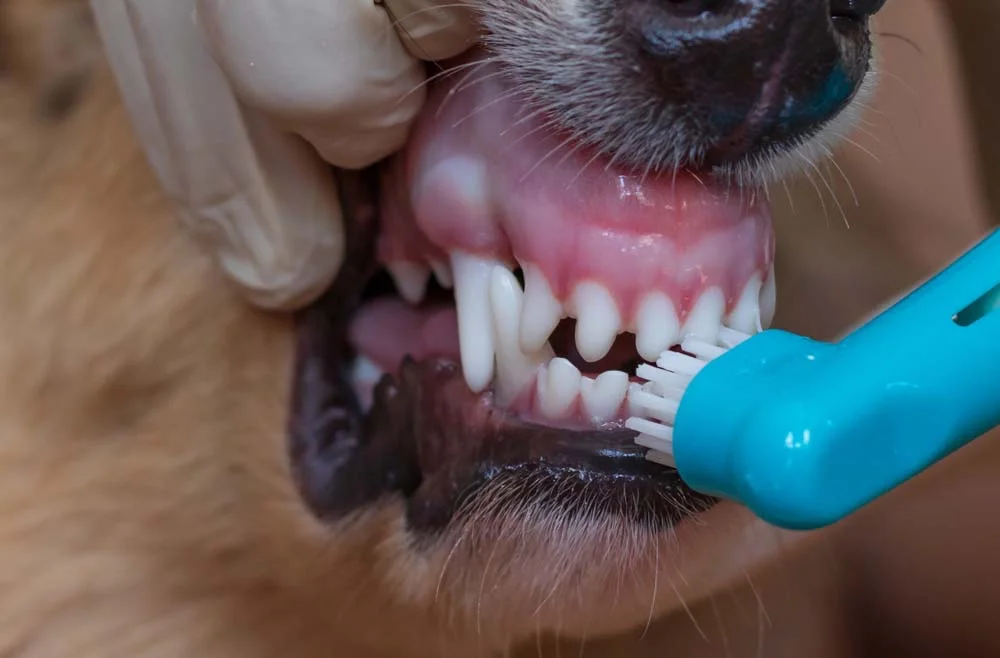 Escovar os dentes do cachorro evita problemas sérios e que causam incômodos ao animal