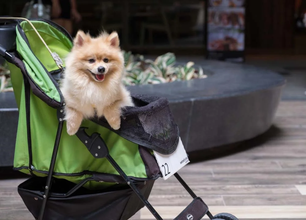 Carrinho: cachorro fica em um lugar seguro e confortável para passear em shoppings, aeroportos e condomínios