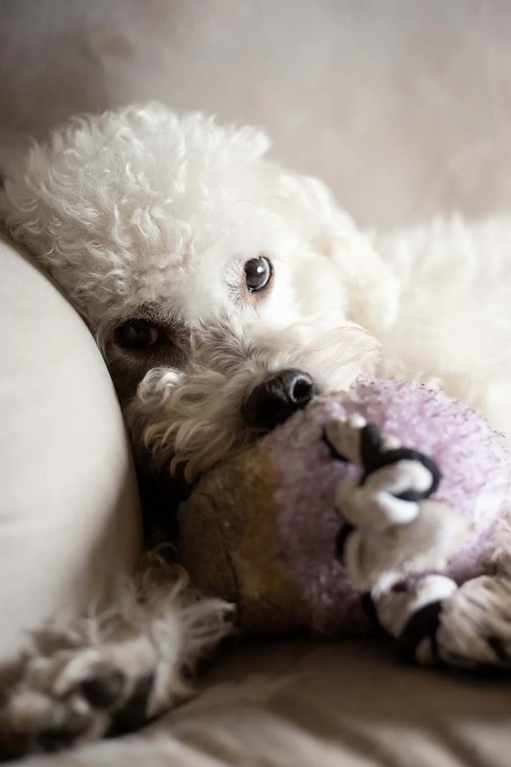 Nomes de cachorro fêmea: Poodle deitada