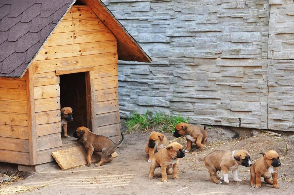 A casa de cachorro de madeira é uma boa opção para proteger os animais da chuva, sol e frio
