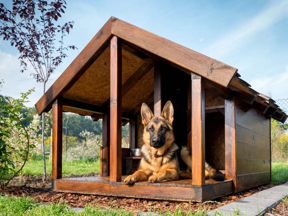 A casinha de madeira para cachorro precisa ser confortÃ¡vel e com o tamanho suficiente para abrigar o animal