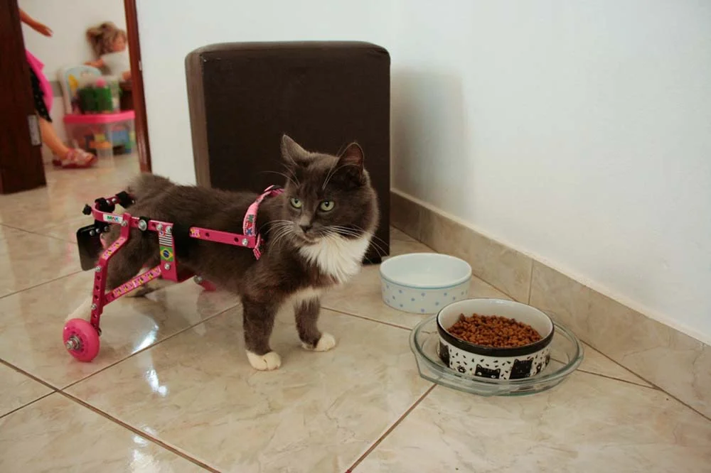 A cadeira de roda para gatos faz muita diferença na vida da Magali