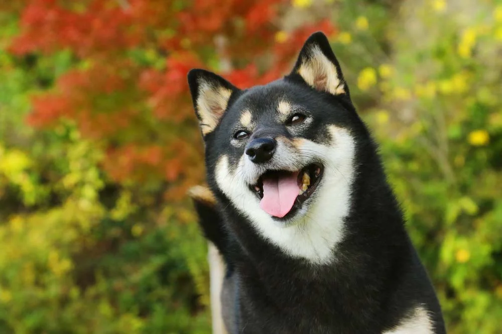 O Shiba Inu preto é um dos mais procurados pelos tutores de cachorro. Uma graça!