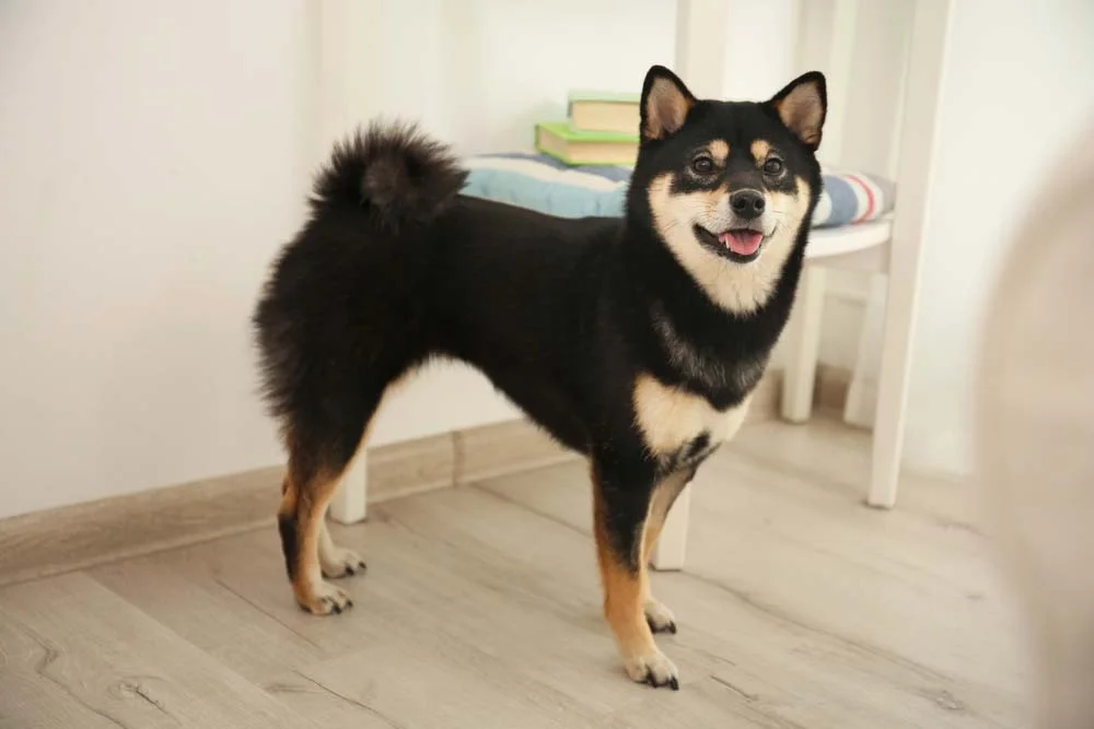 Shiba Inu: tamanho do cachorro é bem pequeno e não passa dos 40 cm de altura