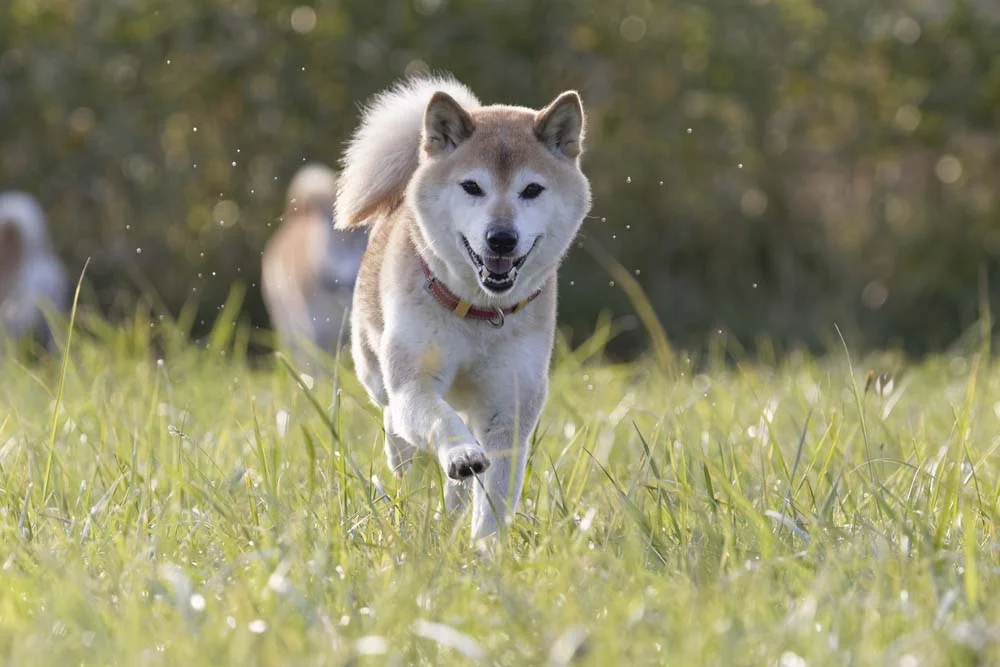O cachorro Shiba é ativo e adora gastar energia ao ar livre