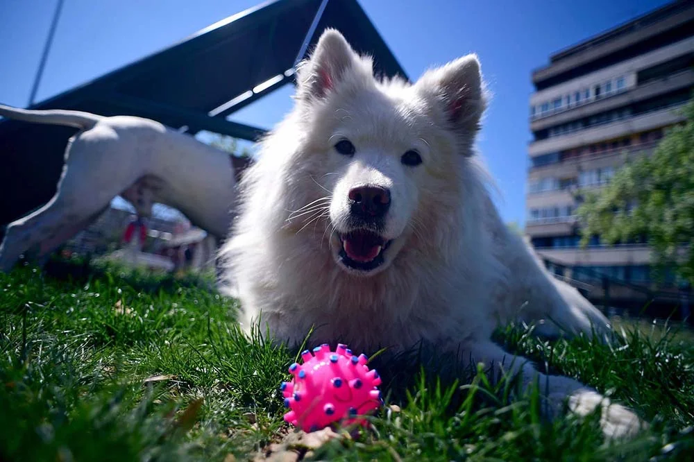 O cachorro Samoieda ama a vida ao ar livre