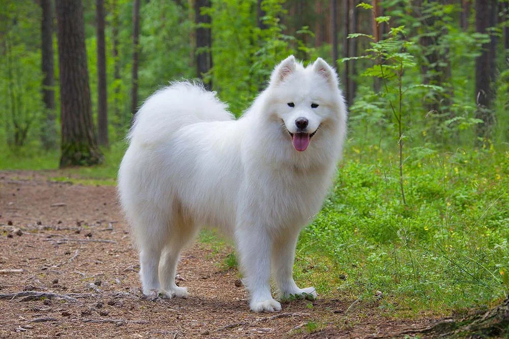 Cachorro Samoieda não possui variação de cores, sendo branco e creme as predominantes