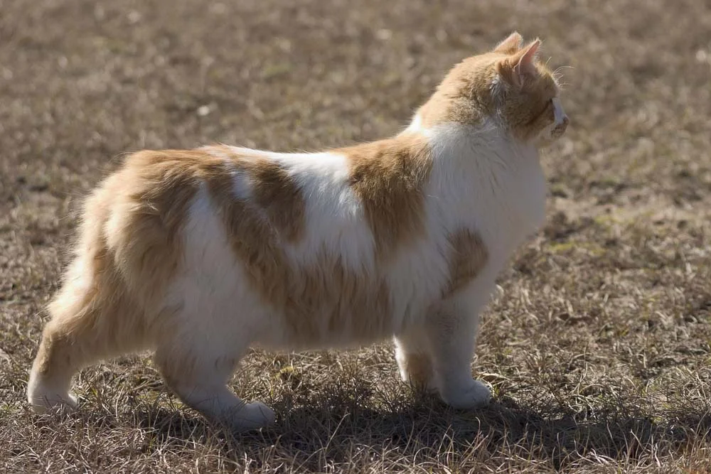 Gato sem rabo: algumas raças, como o Gato Manês, não possuem cauda ou têm o comprimento reduzido