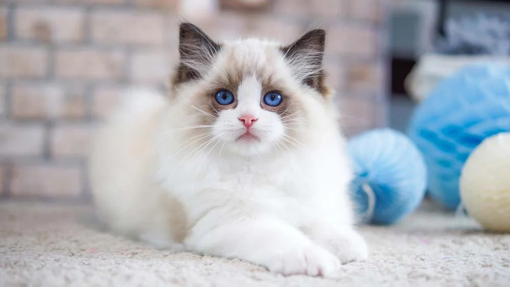 A raça de gato Ragdoll tem olhos azuis e pode ter a pelagem mais escura nas extremidades
