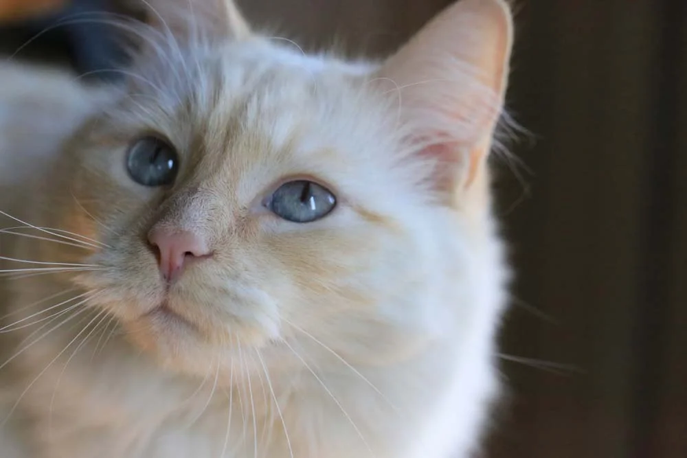 O gato Ragamuffin pode ter diferentes cores de pelagem e de olhos