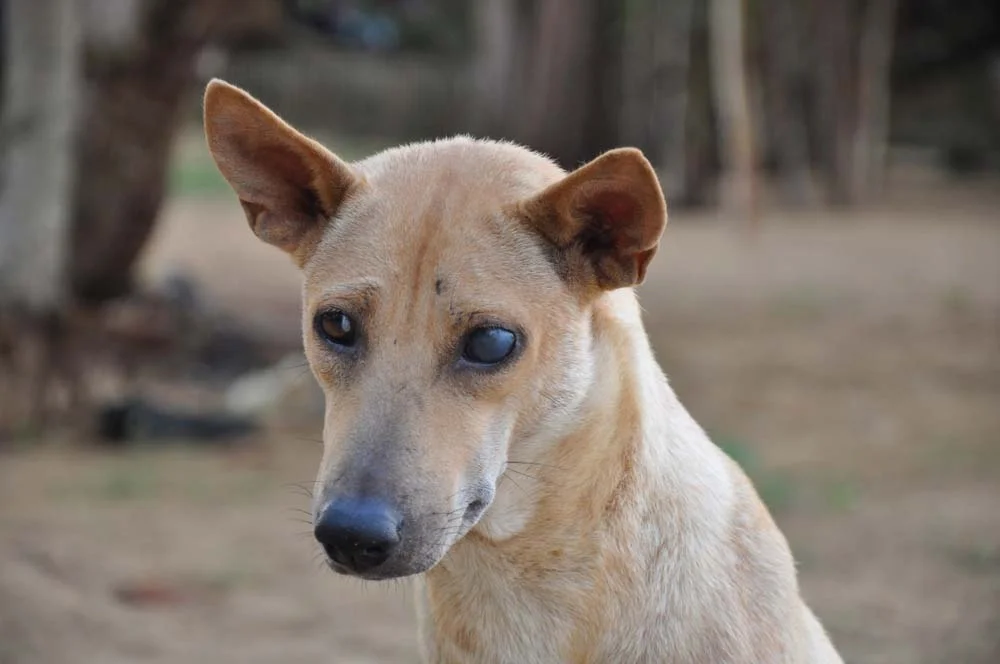 A catarata em cachorro pode ser observada pela opacidade do cristalino do olho do animal