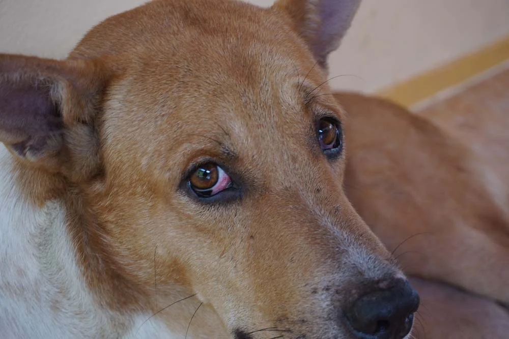 O cachorro com conjuntivite, além do olho vermelho e inchado, também costuma lacrimejar bastante