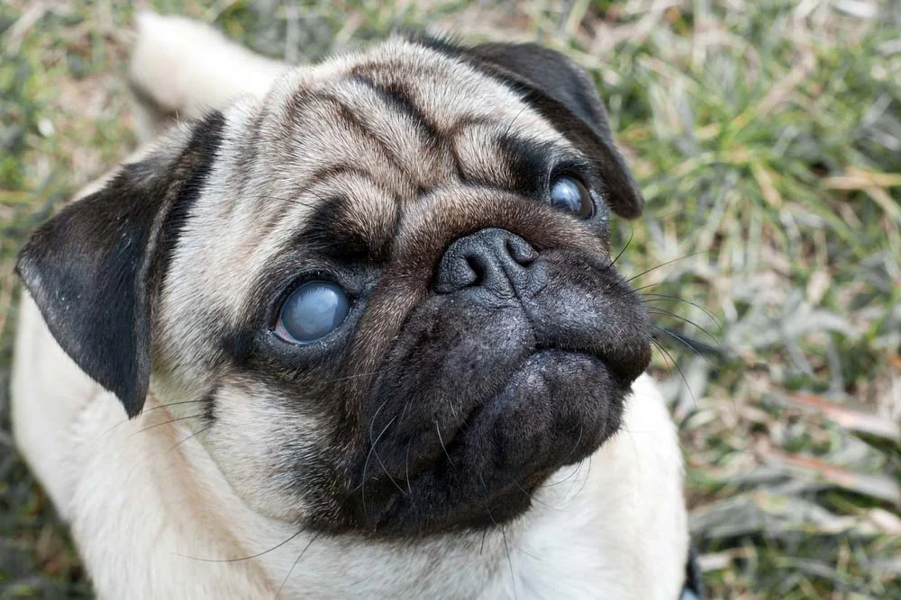 O glaucoma é uma doença no olho do cachorro que pode deixar a região esbranquiçada e levar a cegueira