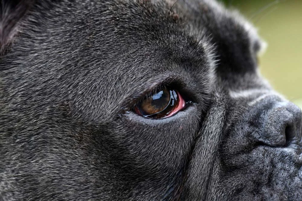 Cachorro com olho vermelho: a úlcera de córnea afeta a superfície dos olhos, deixando-os vermelhos