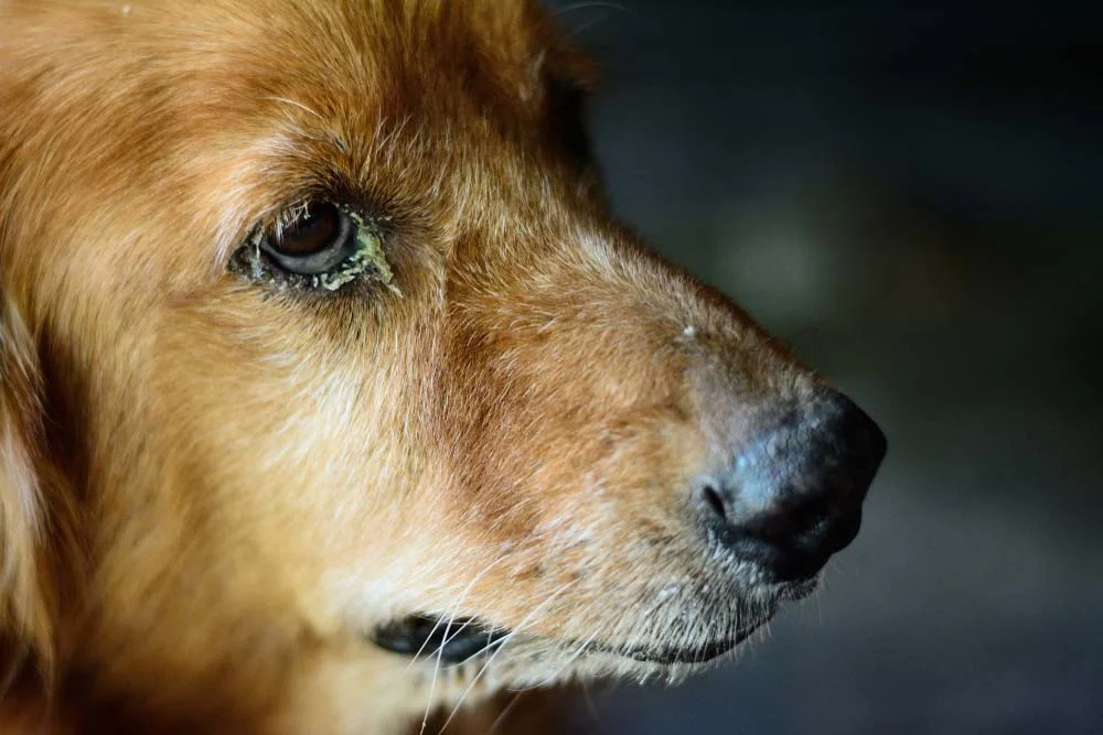 Cachorro com olho remelando em excesso é um dos principais sintomas da síndrome do olho seco