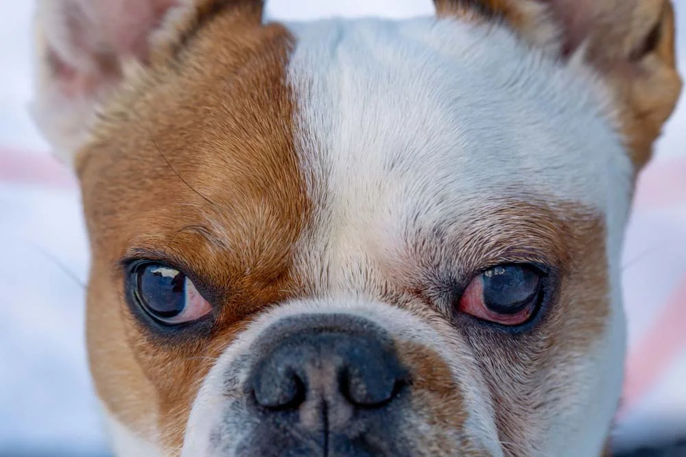 A uveite em cães é caracterizada pelo olho vermelho e inchado