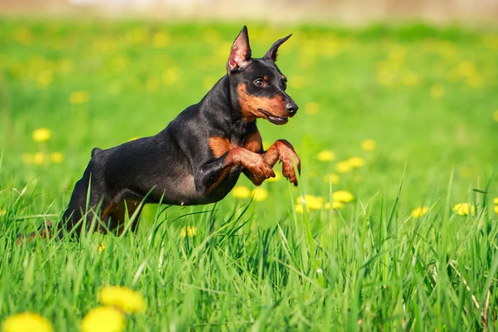 O Pinscher é um cachorro muito ativo e que adora atividades ao ar livre