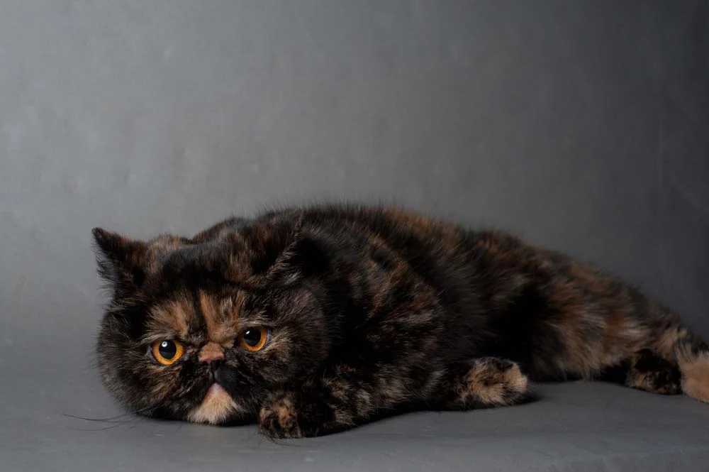 Escaminha: gato Persa pode apresentar esse padrão de cores na sua pelagem