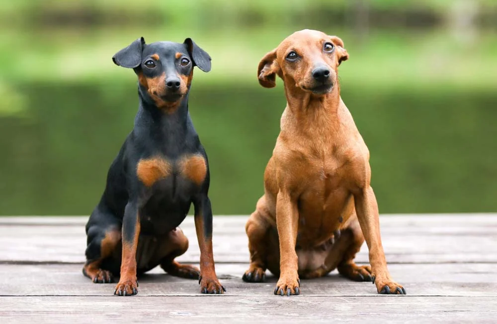 Pinscher: cachorro pode ter as cores marrom, avermelhado e preto