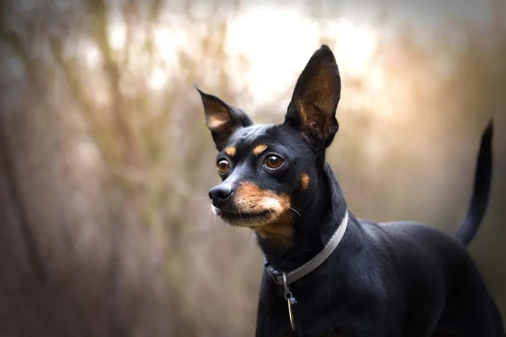 Pinscher saiba tudo sobre essa raça de cachorro pequeno